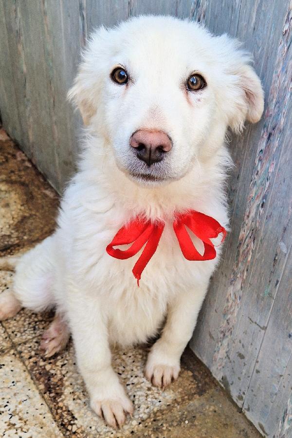 GLI OCCHI DI WHITE PARLANO...ADOTTABILE IN TUTTA ITALIA! Foto 8